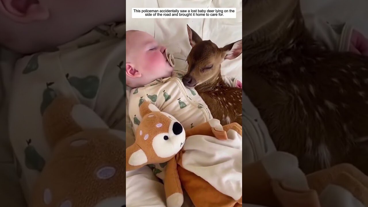 The officer saved the deer and gave him a happy life