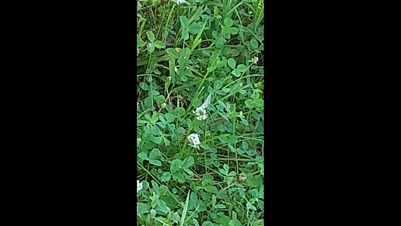 butterfly 2of6