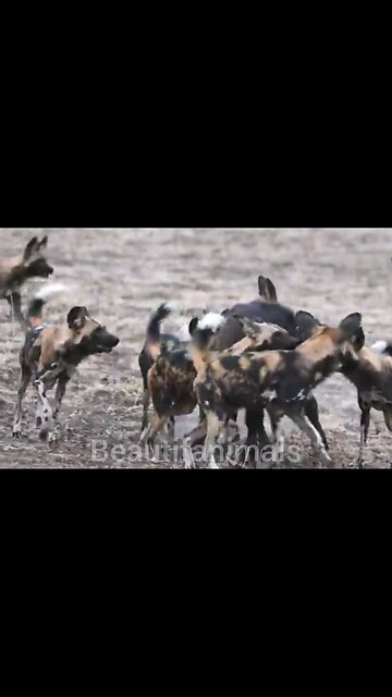 Cattle hunting by wild dogs#