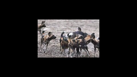 Cattle hunting by wild dogs#
