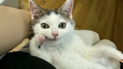 Silliest CATS on Earth 😂 TOO Funny Cats Videos
