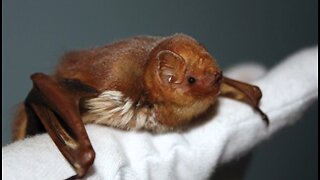 Eastern Red Bat
