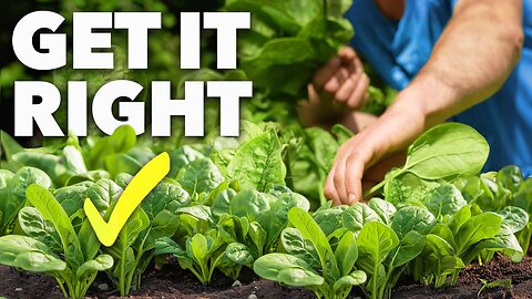 Spinach Growing Masterclass: Grow Super-Fast Leaves