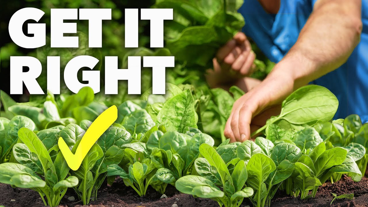 Spinach Growing Masterclass: Grow Super-Fast Leaves