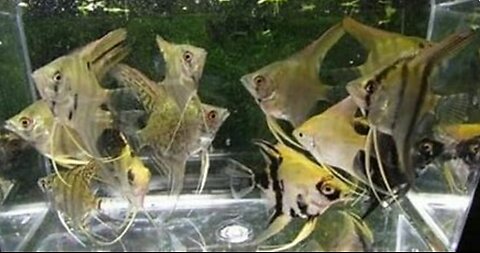 Clean & Cook Angel (Spade) Fish! [Surprising Results]