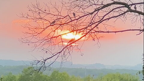 Birds on a Tree Branch at Sunset