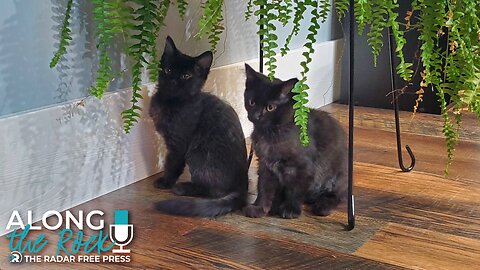 From Alley Cats to Couch Queens – Meet Void & Abyss!