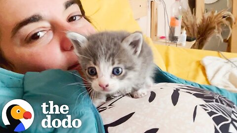 Woman Finds A TINY Kitten In Her Hostel While On Vacation | The Dodo