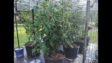 3rd Hossinator And Brandywine Tomato Fertilizing 6/6/25