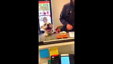 shelter doggo with a hug smile being adopted 🤩🐶