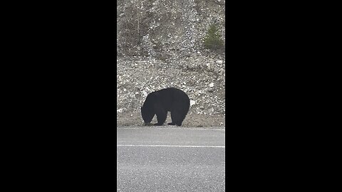 Bear sightseeing along Jasper-Banff highway