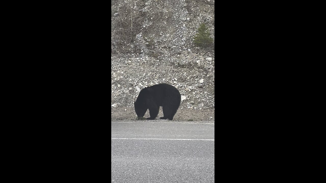 Bear sightseeing along Jasper-Banff highway