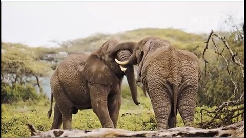 WILD CONGO | The Lair of King Kong and the Deadly Predators