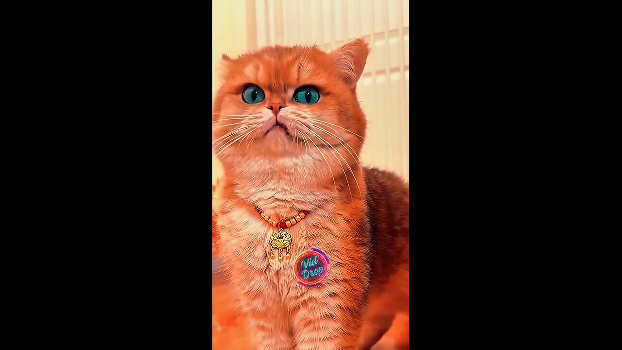 Cats is so Cute Meow #cat #trending #fyp #fypシ #trend