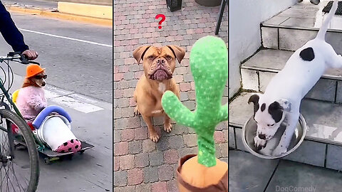 When your dog is more funny than you 🐶🤣