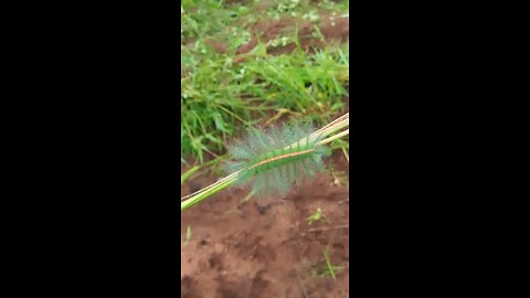 Is This a Snake or Worm? Shocking Green Creature Caught on Camera (PART 1)