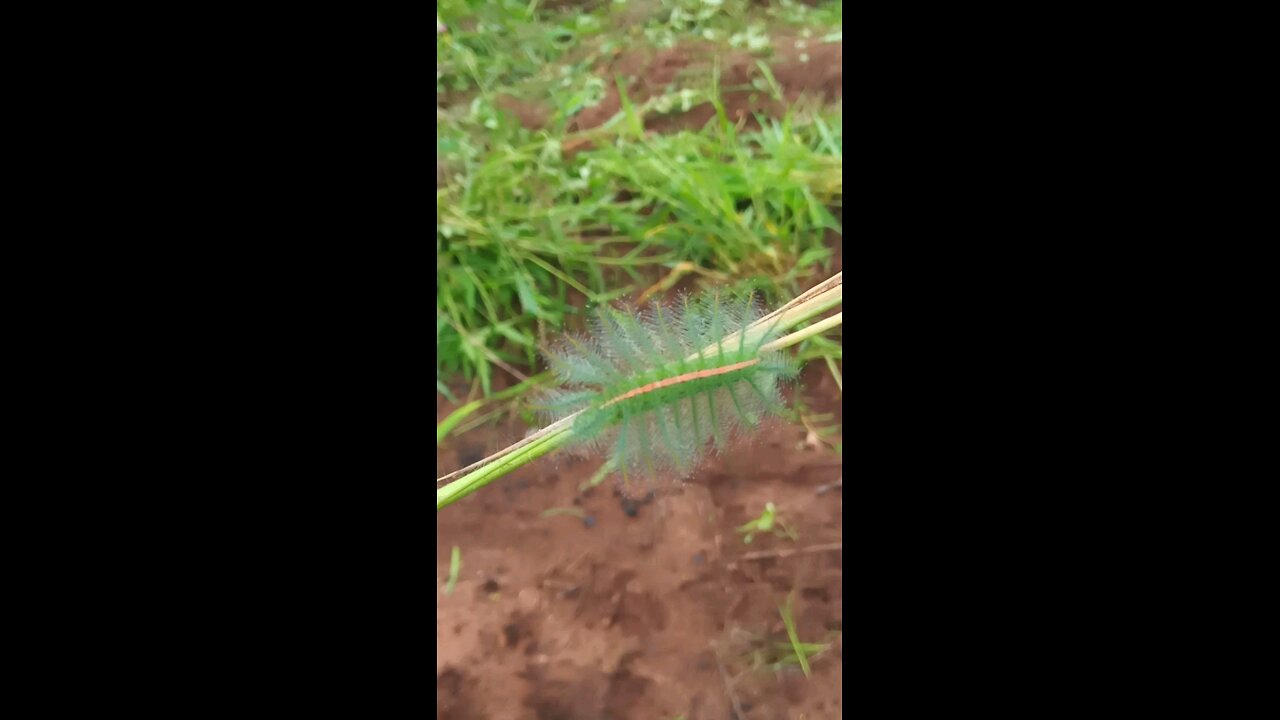 Is This a Snake or Worm? Shocking Green Creature Caught on Camera (PART 1)