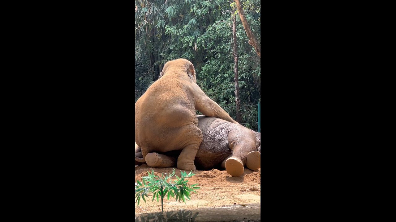 TWO PLAYFUL KIDS