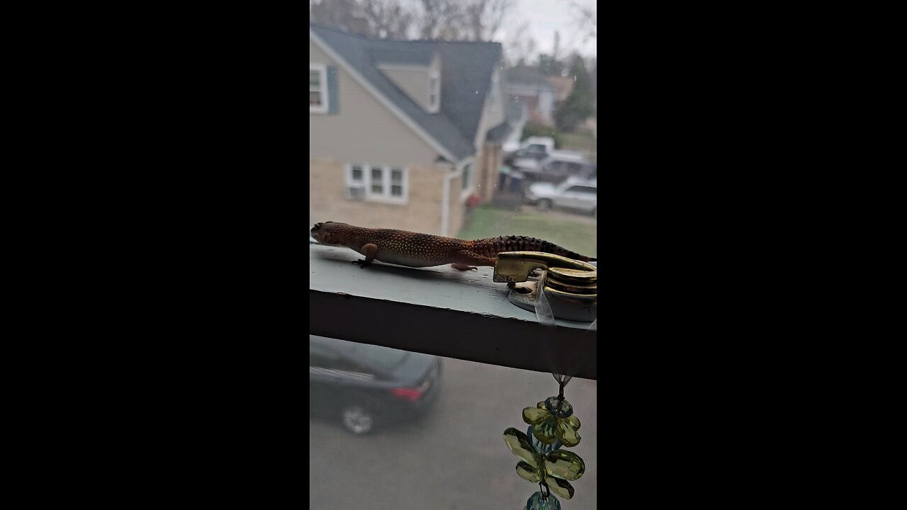 Iris is exploring the windows sil!