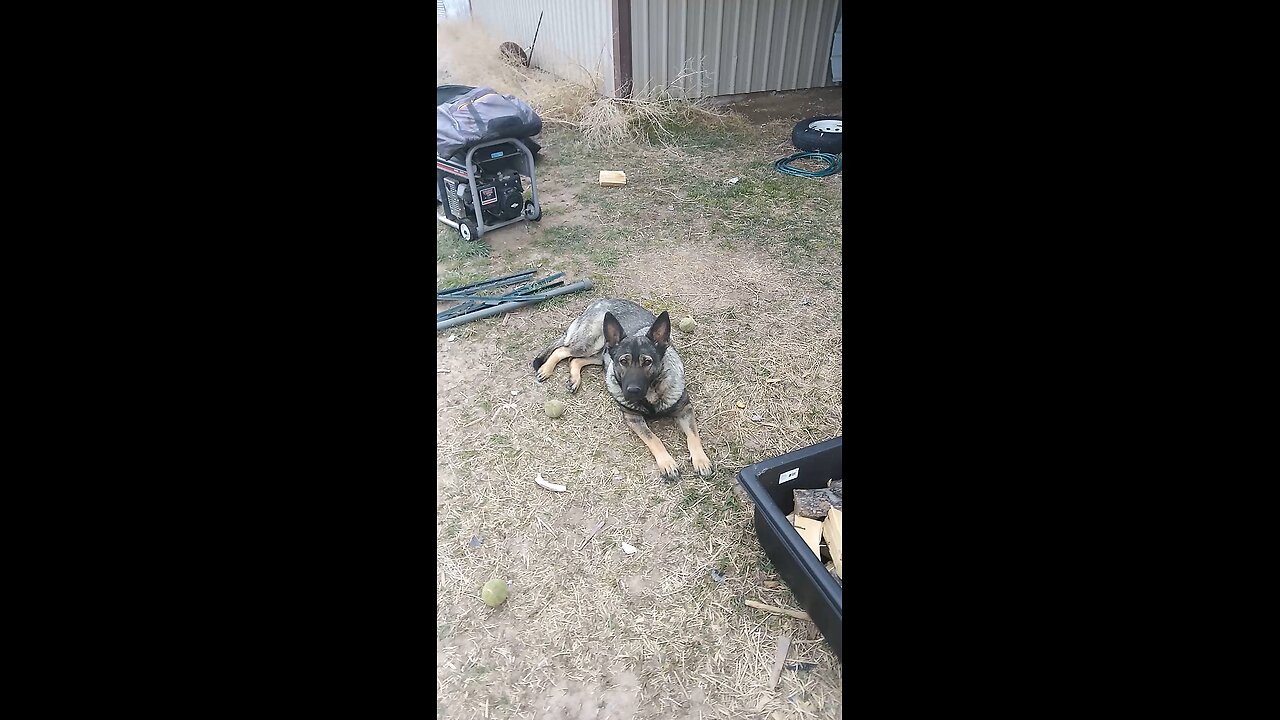 she needs a home where she won't be murdered by the cops