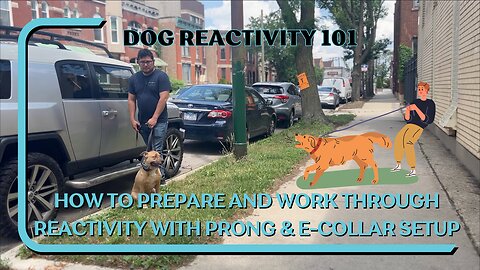 Simple Tips On Handling And Addressing Leash Reactivity With Prong E-Collar Setup Dog Reactivity 101