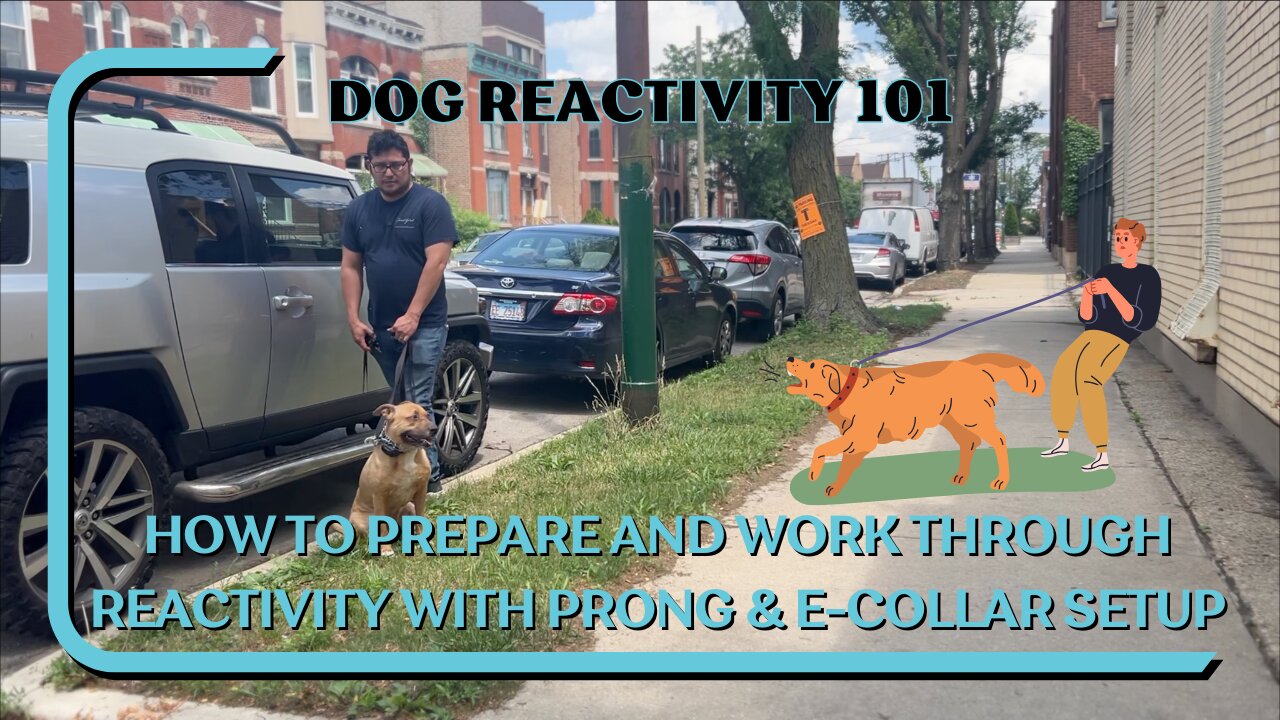 Simple Tips On Handling And Addressing Leash Reactivity With Prong E-Collar Setup Dog Reactivity 101