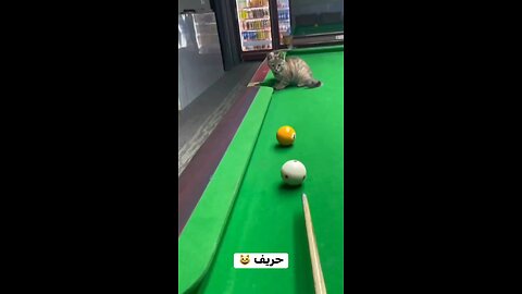 professional cat