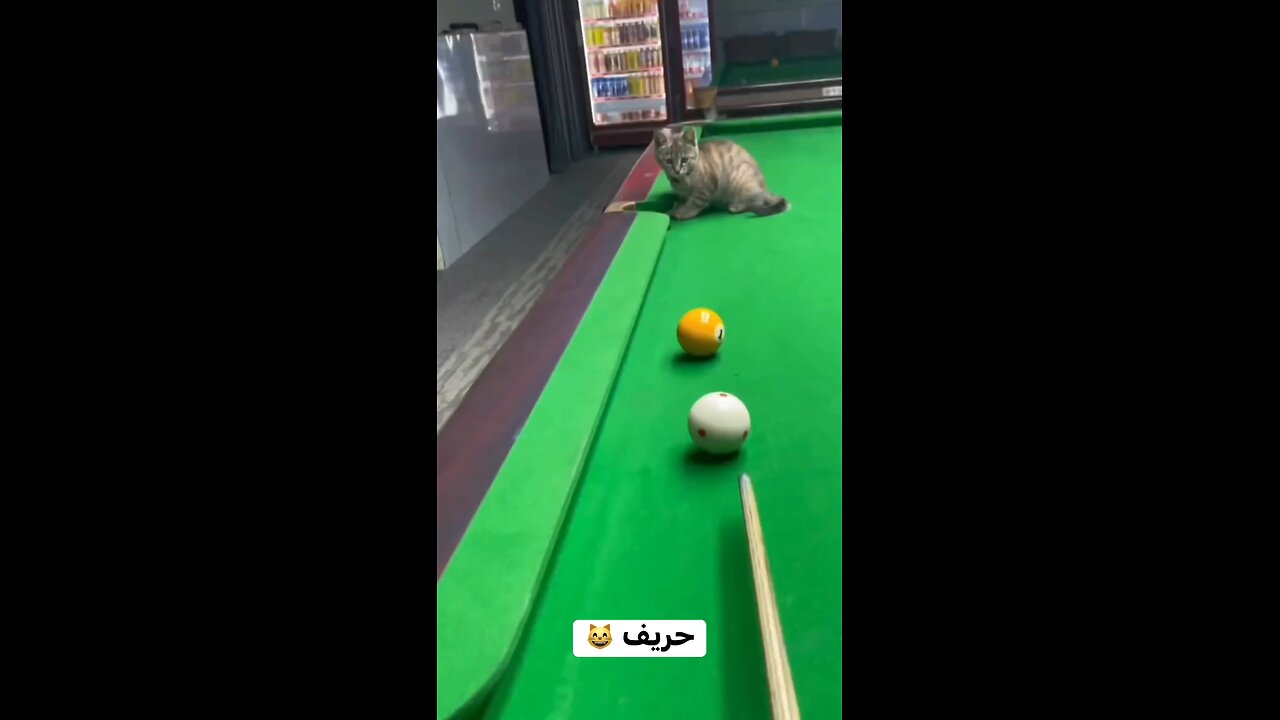professional cat