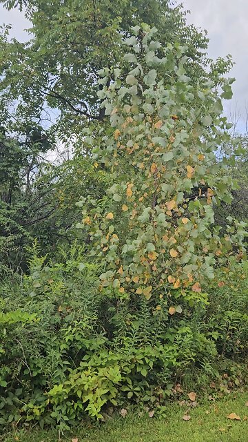Early Signs of Autumn Approaching