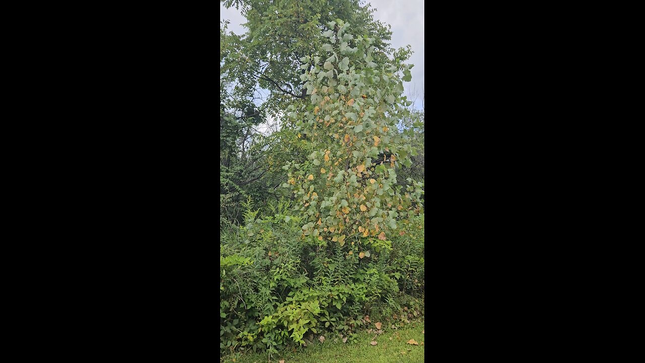 Early Signs of Autumn Approaching