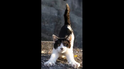 Irresistible cats!
