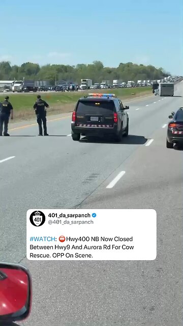 Cow On The Loose In Toronto