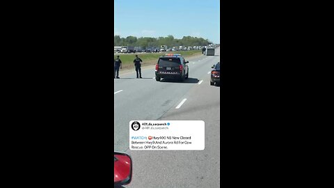 Cow On The Loose In Toronto