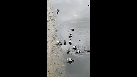 Mallard Ducks 🦆 #mallardducks #shorts #viral #trending #ducks #duck #followme