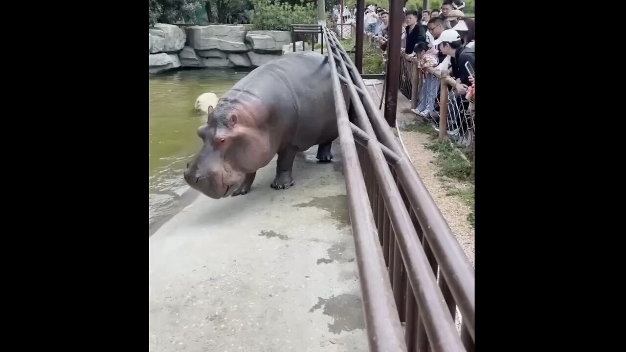 HIPPO WELCOMES VISITORS🌳🦛🚧🛗📸AT THE NATIONAL ZOO PARK🌲🦛🌳👨👩👧👧💫