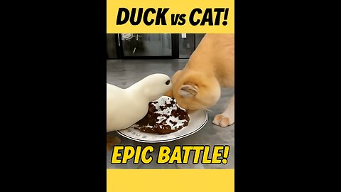 Epic Battle: Duck vs Cat! Who Will Win?