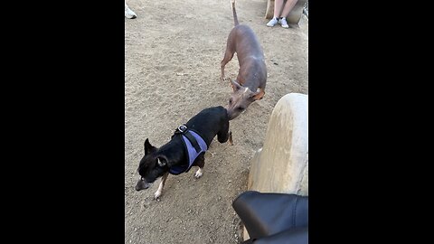 Headed To The DogPark through Arroyo Seco