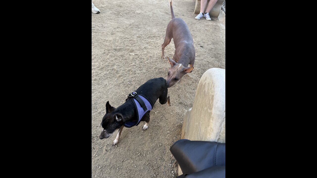 Headed To The DogPark through Arroyo Seco
