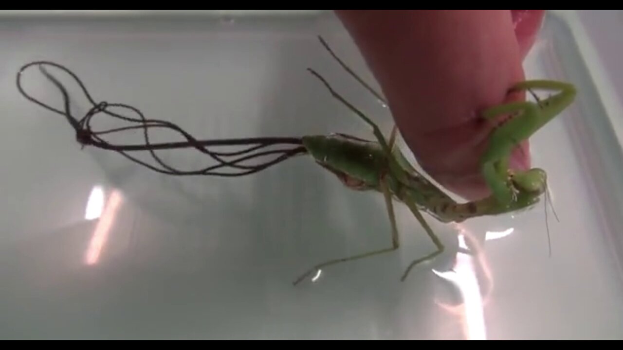 Zombie Praying Mantis was a Host to a Parasite