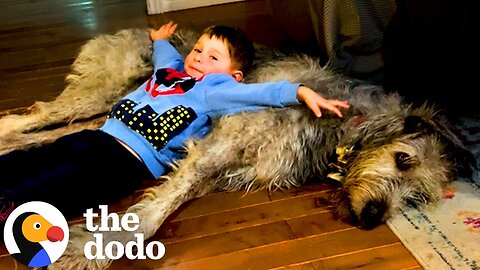140-Pound Wolfhound Is Convinced He's A Lap Dog | The Dodo