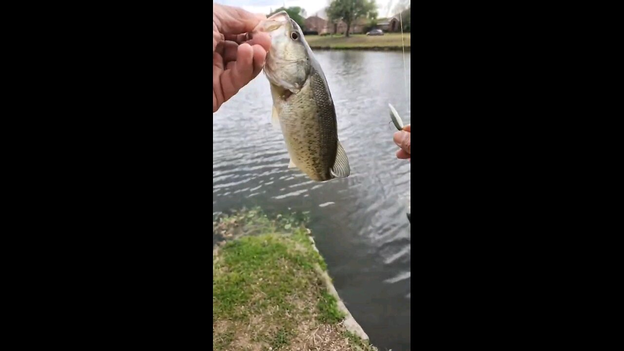Insane BFS Bass Catch: Missed Strikes Drove Me Crazy Until I Cracked the Pattern!