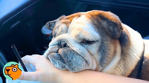 Grumpy Bulldog Was Rehomed 6 Times, Now She’s Finally Loved | Cuddle Buddies