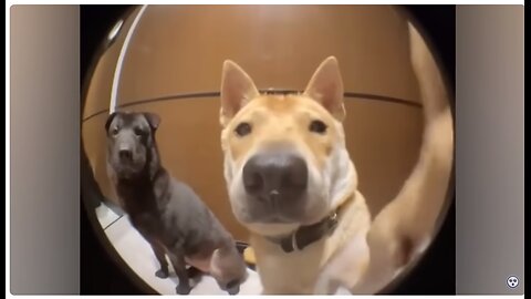 20 Minutes Of the Funniest Animals Caught On Camera