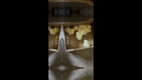 I added chickens to the family