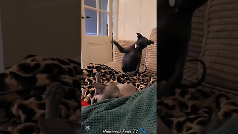 Pets That Just Can’t Stay Out of Trouble!