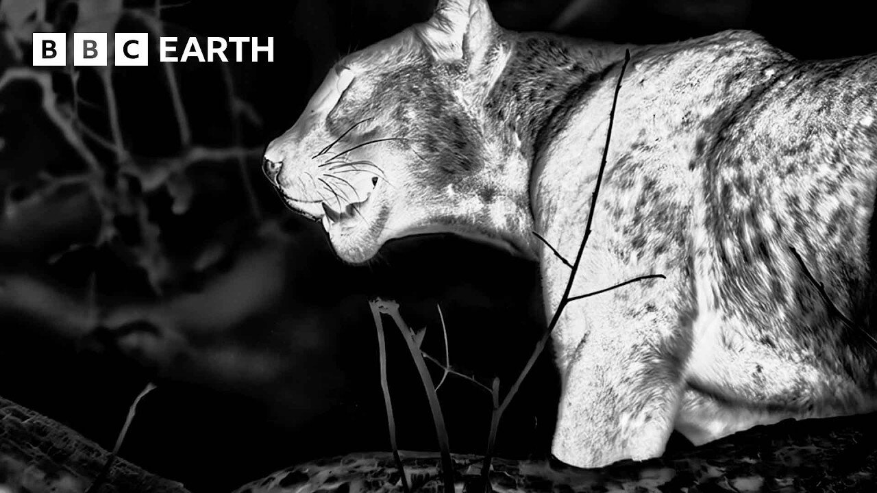 Epic Leopard Hunt in Night Vision