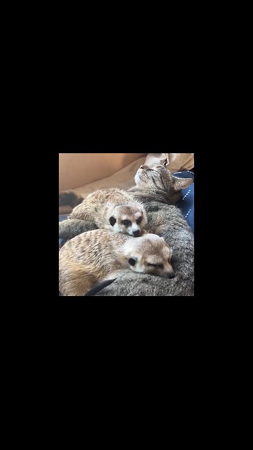 This Meerkat and Cat friendship is adorable!