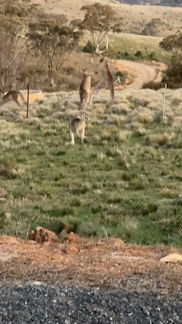 Kangaroos fighting