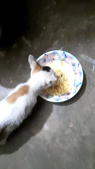 cat Feeding