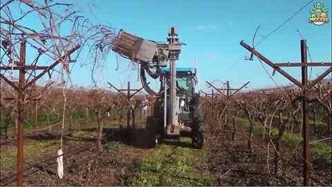 How Grapes Are Turned Into Wine In A Factory | Wine Production Process